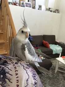 Lost Cockatiel