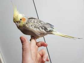 Lost Cockatiel