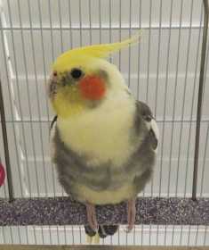 Lost Cockatiel