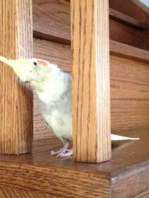 Lost Cockatiel
