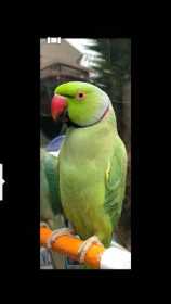 Lost Indian Ringneck Parakeet