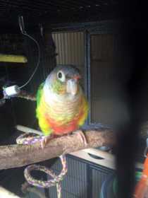 Lost Conure