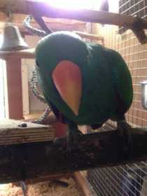 Lost Eclectus