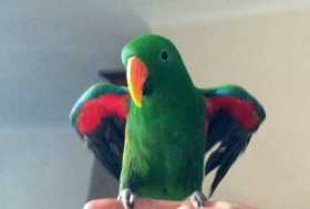 Lost Eclectus