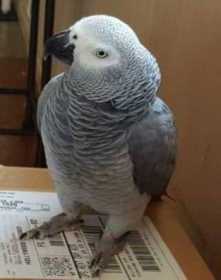 Lost African Grey