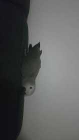 Lost African Grey
