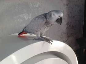 Lost African Grey