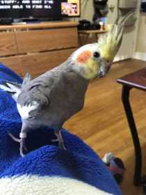 Lost Cockatiel