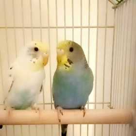 Lost Budgerigar