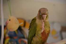 Lost Conure