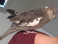 Lost Cockatiel