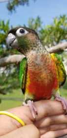 Lost Conure