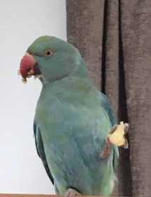 Lost Indian Ringneck Parakeet