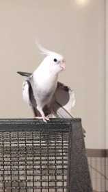 Lost Cockatiel
