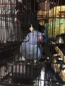 Lost Indian Ringneck Parakeet