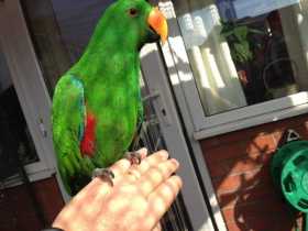 Lost Eclectus