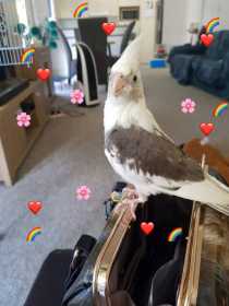 Lost Cockatiel