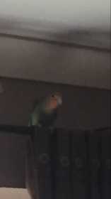 Lost Lovebird