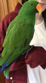 Lost Eclectus