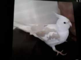 Lost Cockatiel