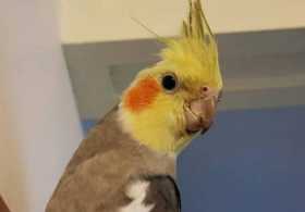 Lost Cockatiel