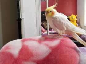 Lost Cockatiel