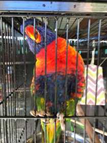 Lost Lory / Lorikeet