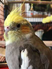 Lost Cockatiel