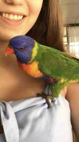 Lost Lory / Lorikeet