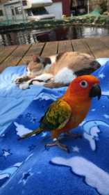 Lost Conure