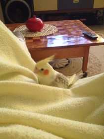 Lost Cockatiel
