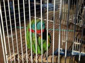 Lost Lory / Lorikeet