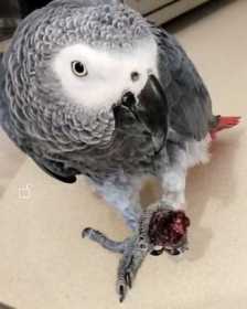 Lost African Grey