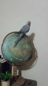 Lost Indian Ringneck Parakeet