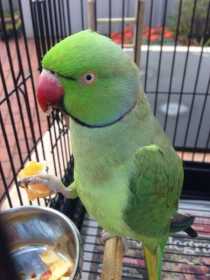 Lost Indian Ringneck Parakeet