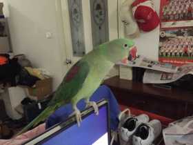 Lost Alexandrine