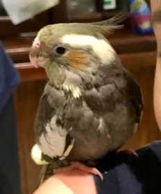 Lost Cockatiel