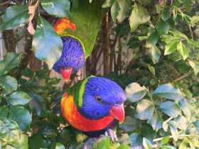 Lost Lory / Lorikeet