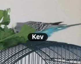 Lost Budgerigar