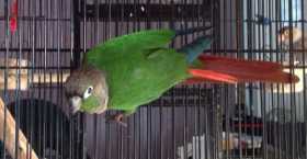 Lost Conure