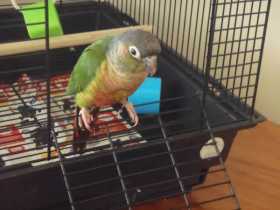 Lost Conure