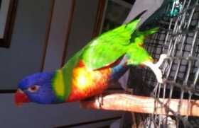 Lost Lory / Lorikeet