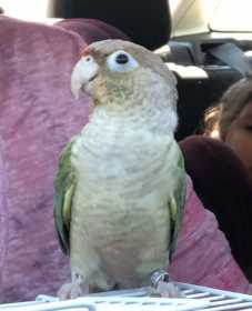 Lost Conure