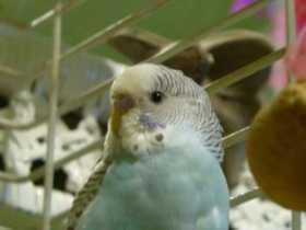 Lost Budgerigar