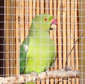 Lost Indian Ringneck Parakeet