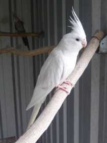 Lost Cockatiel