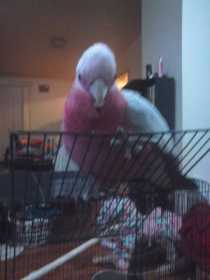 Lost Galah Cockatoo
