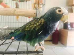 Lost Pionus