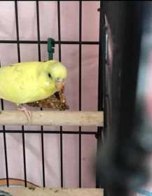 Lost Budgerigar