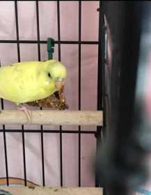 Lost Budgerigar